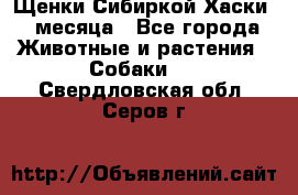 Щенки Сибиркой Хаски 2 месяца - Все города Животные и растения » Собаки   . Свердловская обл.,Серов г.